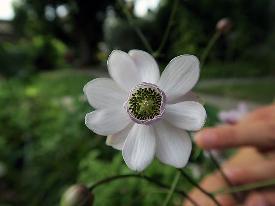 Anemonopsis macrophylla, Scheinanemone dfsdf