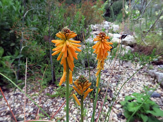 Kniphofia galpinii, grasartige Fackellilie sdfsd