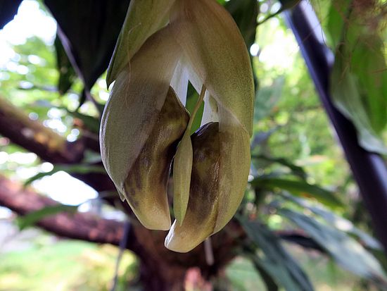 Stanhopea tigrina fghf