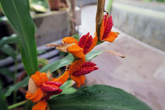Hedychium horsfeldii, Schmetterlings-Ingwer dfsf