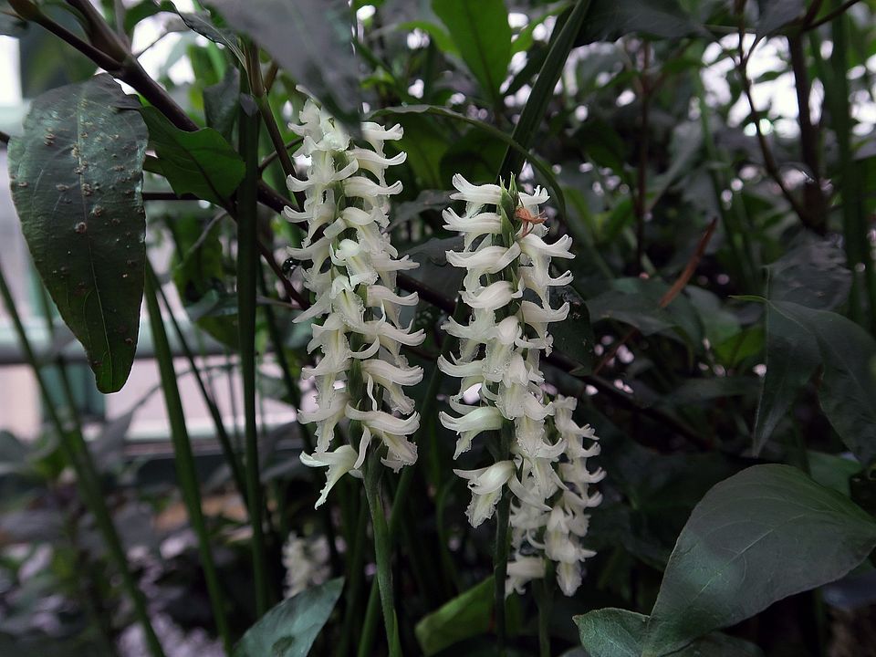 Spiranthes odorata, Wasserorchis fdgdf
