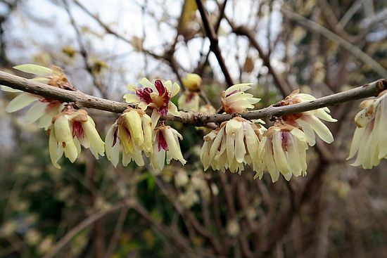 Chimonanthus praecox, Winterblüte fgf