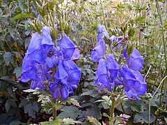 Aconitum carmichaelii, Chinesischer Eisenhut ff