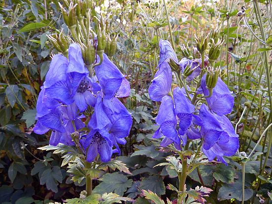 Aconitum carmichaelii, Chinesischer Eisenhut ff