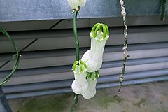 Ceropegia ampliata, Leuchterblume dfdf