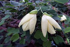 Bauhinia tomentosa, filzige Bauhinia dfdf