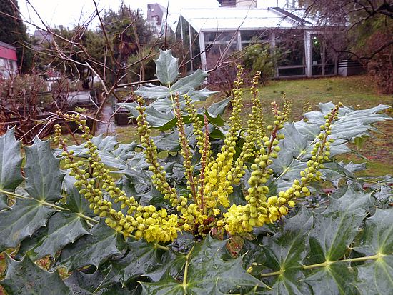 Mahonia napaulensis, Nepal-Mahonie dfsf