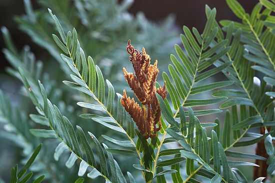 Osmunda regalis_Königsfarn