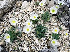 Papaver alpinum, Alpen-Mohn öäkl