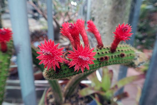Cleistocactus samaipatanus sdfsd