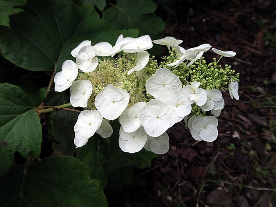 Hydrangea quercifolia, Eichenblättrige Hortensie xxc