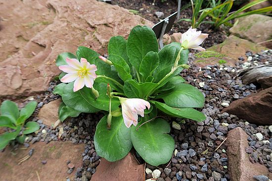 Lewisiopsis tweedyi, Bitterwurz dssd