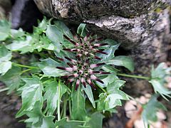 Physoplexis comosa, Schopfrapunzel dfgdf