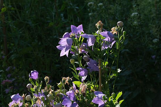 Platycodon grandiflorus,