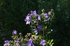 Platycodon grandiflorus,