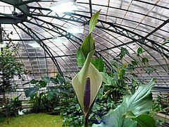 Urospatha grandis, Gedrehtes Pfeilkraut gfhfg