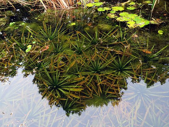 Stratiotes aloides, Krebsschere dfsdf