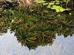 Stratiotes aloides, Krebsschere dfsdf