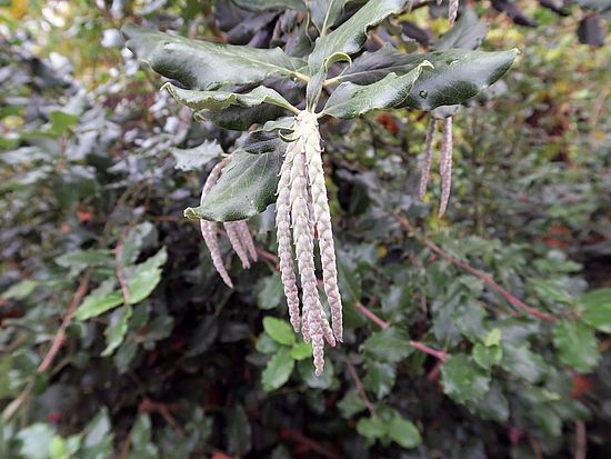 Garrya elliptica, Spalier-Becherkätzchen sdfsdfs