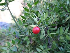 Ruscus aculeatus, Mäusedorn sdfsd