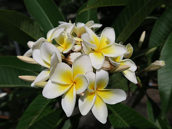 Plumeria alba, Frangipani dfsdf