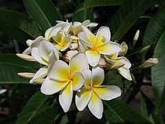 Plumeria alba, Frangipani dfsdf
