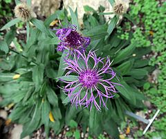 Centaurea nervosa, Fedrige Flockenblume dfsdf