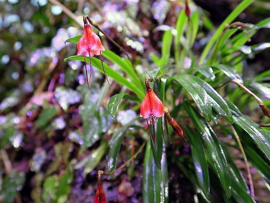 Dracula sodiroi sdfs