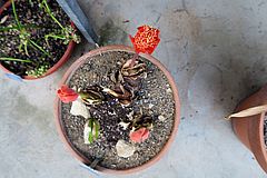 Haemanthus coccineus, Blutblume gfg