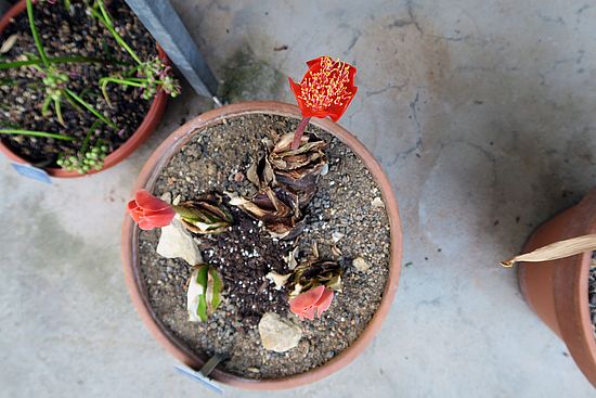 Haemanthus coccineus, Blutblume gfg