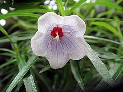 Nesocodon mauritianus ff