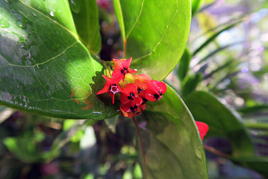 Anthopterus wardii, Flügel-Blume sdfsdf