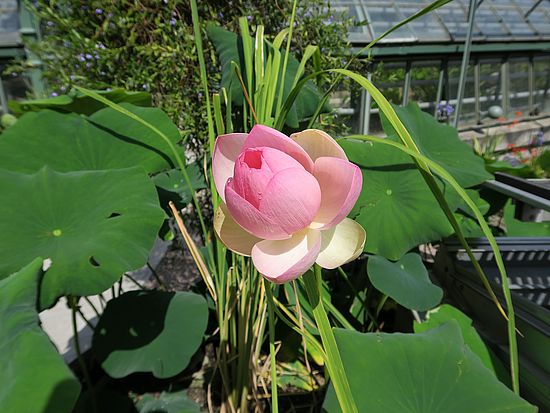 Nelumbo nucifera, Lotus-Blume sdfs