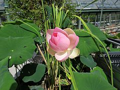 Nelumbo nucifera, Lotus-Blume sdfs
