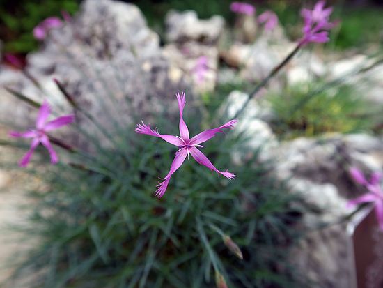 Dianthus orientalis, orientalische Nelke öäää