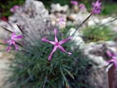 Dianthus orientalis, orientalische Nelke öäää
