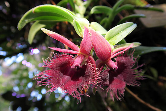 Epidendrum medusae, Baumsitzer sdfsdf