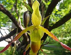 Phragmipedium cultivars