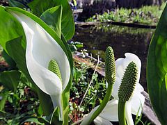 Lysichiton camtschatcensis, Weisse Scheinkalla sdsd