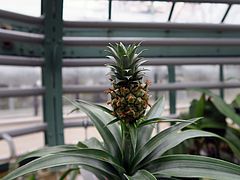Ananas comosus, Echte Ananas cdf