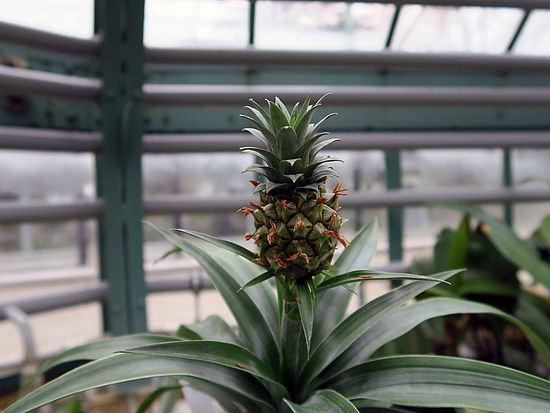 Ananas comosus, Echte Ananas cdf
