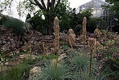 Asphodeline taurica, Taurischer Affodill dsfs