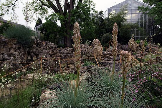 Asphodeline taurica, Taurischer Affodill dsfs