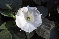 Datura innoxia, grossblütiger Stechapfel vcvxcv