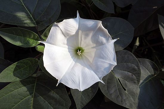 Datura innoxia, grossblütiger Stechapfel vcvxcv
