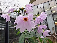Dahlia imperialis, Baum-Dahlie gfhfgh
