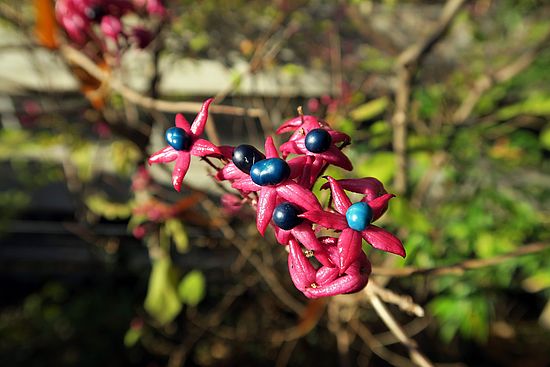 Clerodendrum trichotomum fgfg