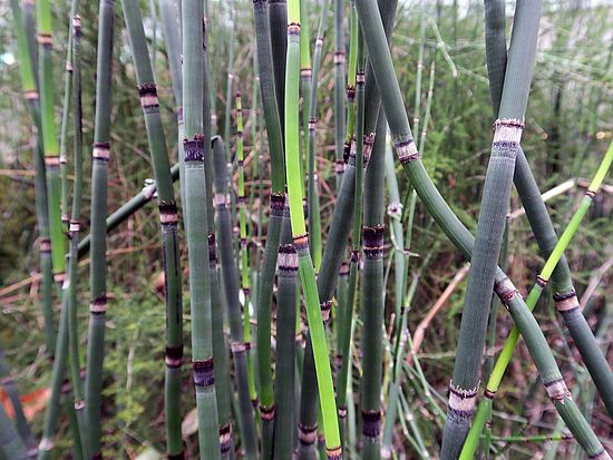 Equisetum hyemale, Winter-Schachtelhalm sdfs