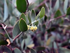 Simmondsia chinensis, Jojobastrauch fghfgh