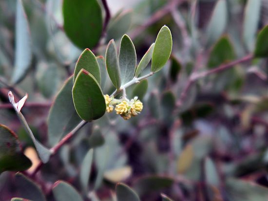 Simmondsia chinensis, Jojobastrauch fghfgh